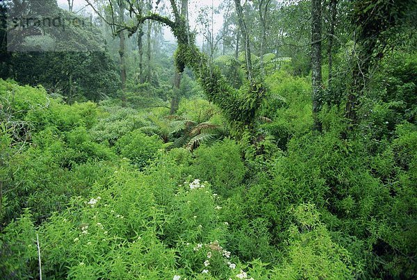 Üppige Wälder wachsen auf den fruchtbaren vulkanischen Hänge des Genung Ijen Plateau in Ost-Java  Java  Indonesien  Südostasien  Asien