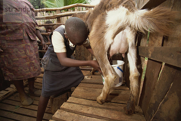 Mutter Tochter Unterricht um Milch von Ziege  Meru  Kenia  Ostafrika  Afrika