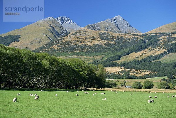 Schafe weiden im Rees River Valley in der Nähe von Glenorchy am nördlichen Zipfel des Sees Wakatipu im szenischen Bereich von West Otago  Südinsel  Neuseeland  Pazifik