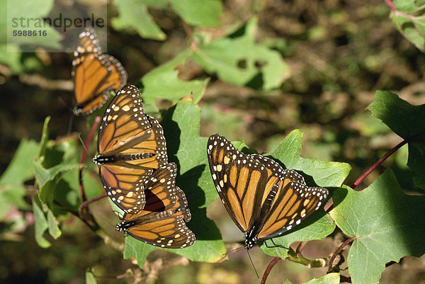 Monarch Schmetterlinge in Mexiko  Nordamerika