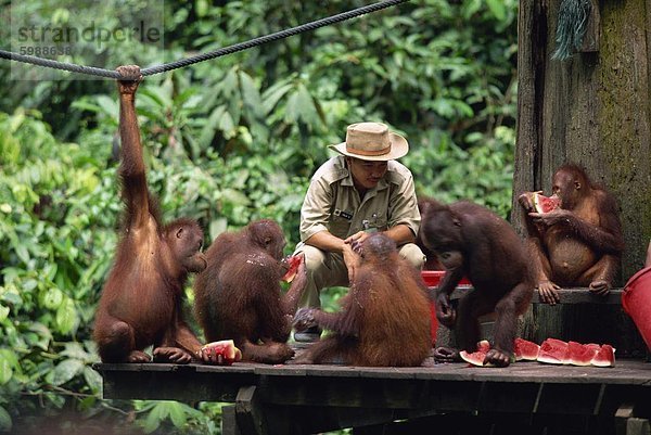 Sanierte Orang-Utans aus dem Wald feed in Sepilok Orang Utan Sanctuary in der nördlichen Spitze von Borneo  Sabah  Malaysia  Südostasien  Asien