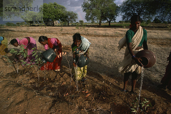 Frauen  die Anpflanzung von Bäumen  Andhra Pradesh  Indien  Asien