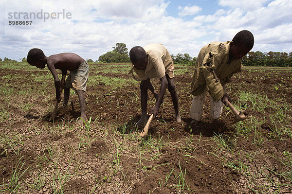 Vorbereitung Felder für die nächste Saison Mais zuzuschneiden  Merka  Somalia  Afrika