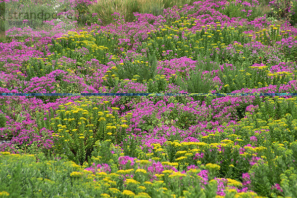 Wildblumen im Frühling  Kap  Südafrika  Afrika