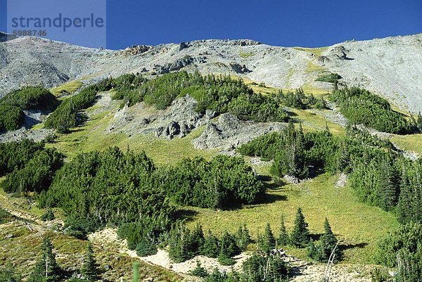 Bäume und Alpweiden von Gletscherbecken auf den Norden Osten hängen des Mount Rainier im Mt. Rainier Nationalpark in Washington Zustand  Vereinigte Staaten  Nordamerika