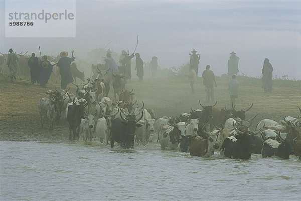 Peul Männer mit Vieh über den Bani Fluss während der Transhumanz  Sofara  Mali  Westafrika  Afrika