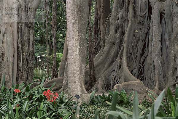 Botanischer Garten Botanische Europa Kanaren Kanarische Inseln Spanien Teneriffa