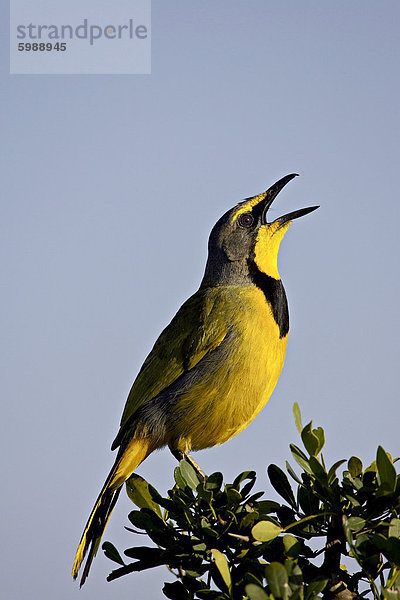 Bokmakiri (Telophorus Zeylonus) singen  Addo Elephant National Park  Südafrika  Afrika