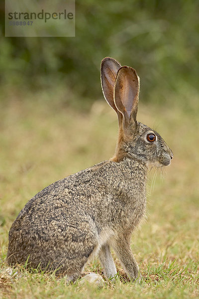 Afrikanische Hasen (Kaphase) (braun Hase) (Lepus Capensis)  Addo Elephant National Park  Südafrika  Afrika