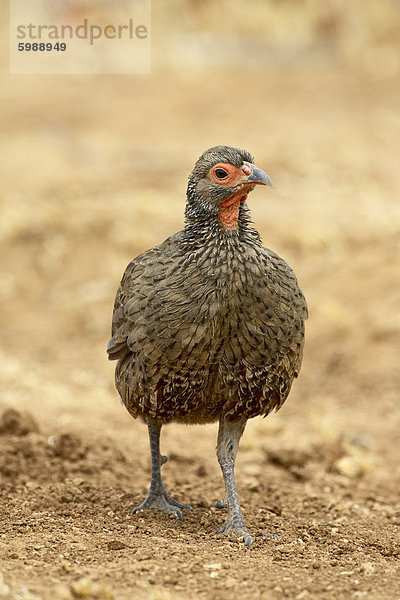 Swainson Frankoline oder Spurfowl (Pternistes Swainsonii)  Krüger Nationalpark  Südafrika  Afrika