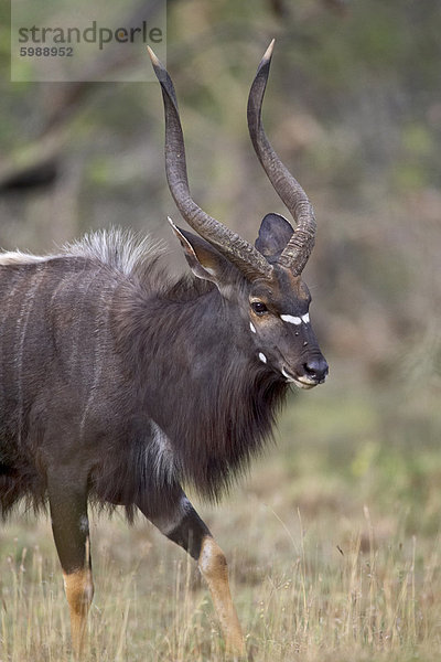 Männliche Nyala (Tragelaphus Angasii)  Umfolozi Game Reserve  Südafrika  Afrika