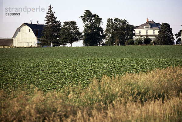 Cornfarm  Hudson  Illinois  Midwest  Vereinigte Staaten von Amerika  Nordamerika