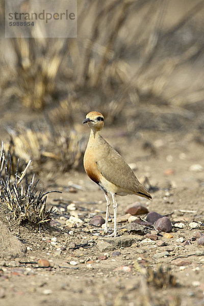 Temminck Renner (Cursorius Temminckii)  Krüger Nationalpark  Südafrika  Afrika