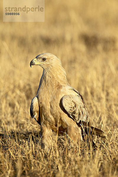 Unreife Raubadler (Aquila Rapax)  Masai Mara National Reserve  Kenia  Ostafrika  Afrika