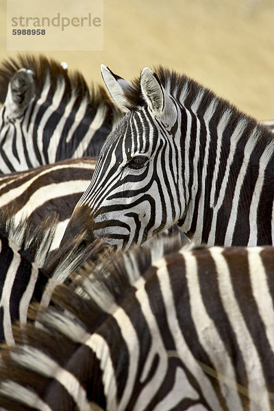 Gemeinsame Zebra oder Steppenzebras (Equus Burchelli)  Masai Mara National Reserve  Kenia  Ostafrika  Afrika