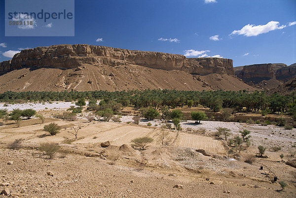 Felder und Dattelpalmen in das fruchtbare Tal Wadi Doan  mit trockenen Böschung hinter  Wadi Hadramaut  Südjemen  Nahost