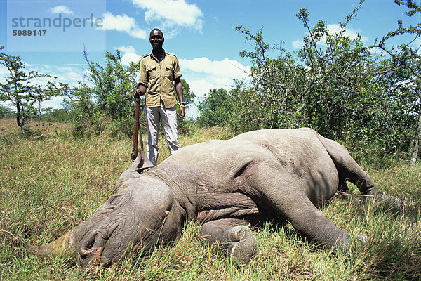 Schlafen bedrohte Spitzmaul-Nashörner (Diceros Bicornis) wird 24 Stunden am Tag  Sweetwaters  Kenia  Ostafrika  Afrika bewacht