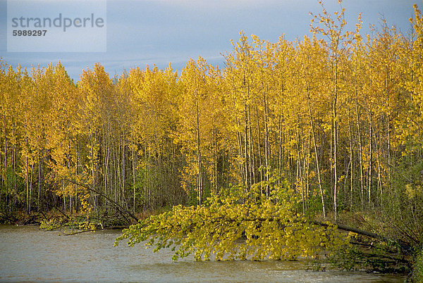 Lakeside Birken im Herbst  Ogilvie Mountains  Yukon  Kanada  Nordamerika