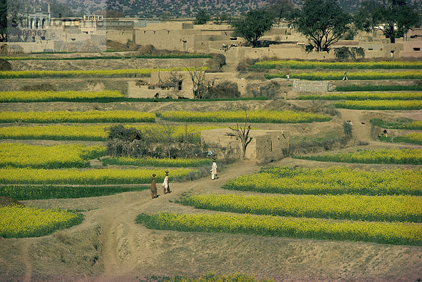 Frauen  die zu Fuß hinauf einen Pfad zu ihrem Dorf durch Ackerland in der Nähe von Rawalpindi im Punjab  Pakistan  Asien