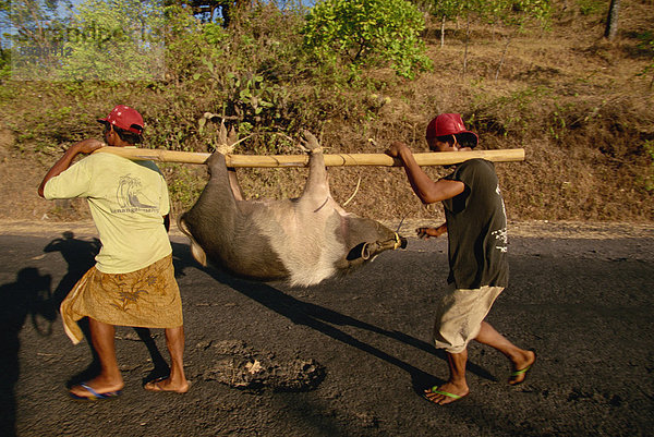 Zwei Männer tragen Schwein Hause zum Abendessen  Ost-Küste  Bali  Indonesien  Südostasien  Asien