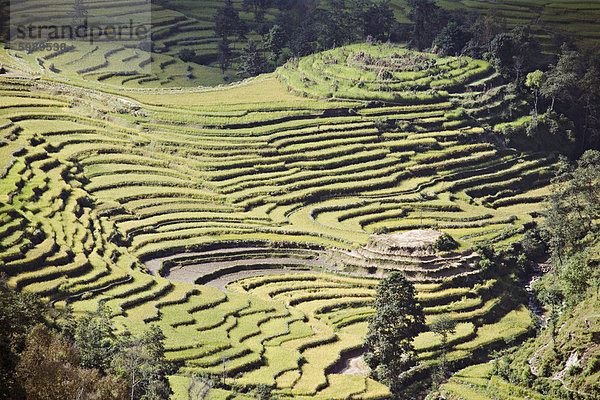 Terrassierte Felder gesehen im Winter vom Nagarkot  Himalaya  Kathmandu-Tal  Nepal  Asien