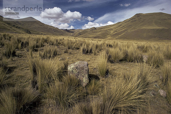 Bündel Gras auf windigen Altiplano  Puno  Cuzco  Peru  Südamerika