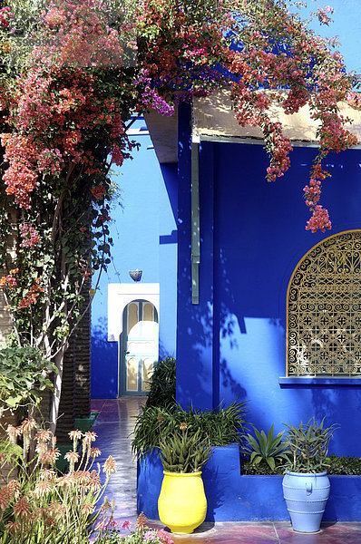 Majorelle Garten  erstellt von der französischen Tischlers Louis Majorelle und wiederhergestellt  indem die Modeschöpfer Yves Saint Laurent  Marrakesch  Marokko  Nordafrika  Afrika