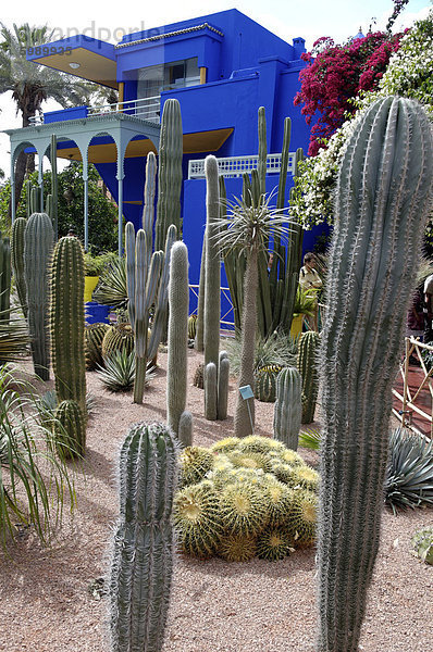 Kakteen im Jardin Majorelle Garten  erstellt von der französischen Tischlers Louis Majorelle und wiederhergestellt  indem die Modeschöpfer Yves Saint Laurent  Marrakesch  Marokko  Nordafrika  Afrika