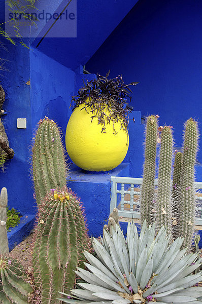 Kakteen im Jardin Majorelle Garten  erstellt von der französischen Tischlers Louis Majorelle und wiederhergestellt  indem die Modeschöpfer Yves Saint Laurent  Marrakesch  Marokko  Nordafrika  Afrika