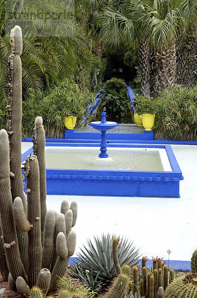 Majorelle Garten  erstellt von der französischen Tischlers Louis Majorelle und wiederhergestellt  indem die Modeschöpfer Yves Saint Laurent  Marrakesch  Marokko  Nordafrika  Afrika