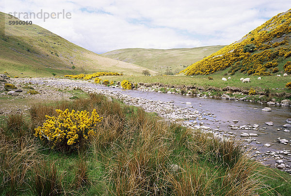 Cheviot Hills  Northumberland  England  Vereinigtes Königreich  Europa