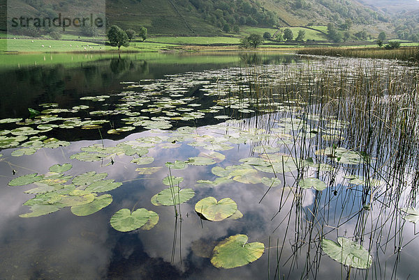 Lily Pads  Watendlath Tarn  Lake District-Nationalpark  Cumbria  England  Vereinigtes Königreich  Europa