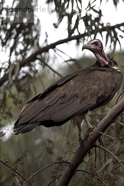 Ein Geier ruht in einem Baum in der Stadt Harar  Äthiopien  Afrika