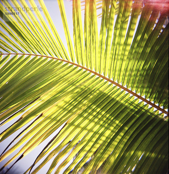 Palmenblatt Ostafrika Himmel grün fließen fangen Sonnenlicht Afrika Tansania Sansibar