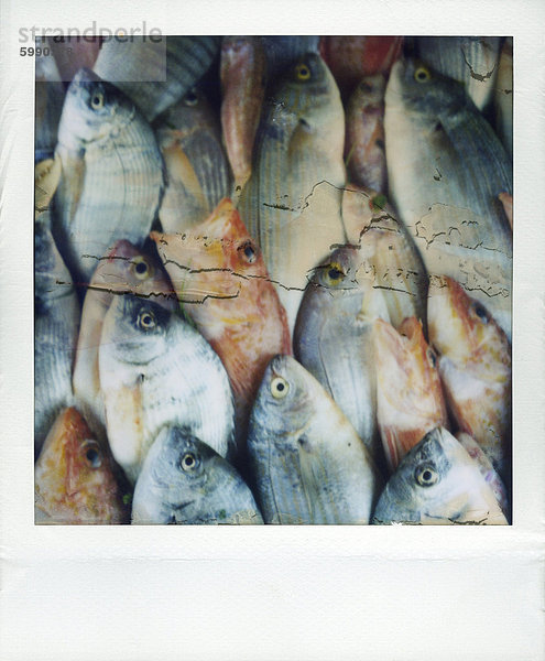 Polaroid Image der Fische zum Verkauf in Fisch Markt  Essaouira  Marokko  Nordafrika  Afrika