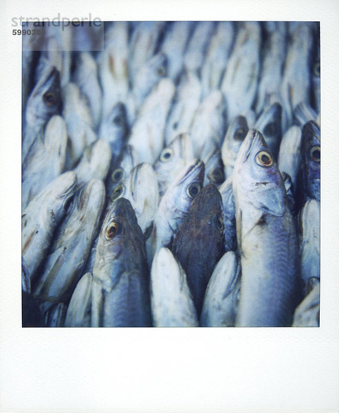 Polaroid Image der Fische zum Verkauf in Fisch Markt  Essaouira  Marokko  Nordafrika  Afrika