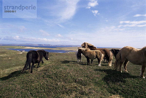 Gruppen von Shetland Ponys Weiden die Mauren Yell  Shetlands  Schottland  Vereinigtes Königreich  Europa