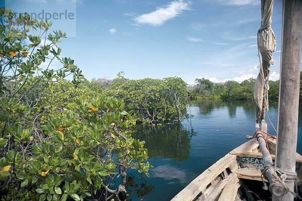 Mangrove Sumpf  Insel Lamu  Kenia  Ostafrika  Afrika