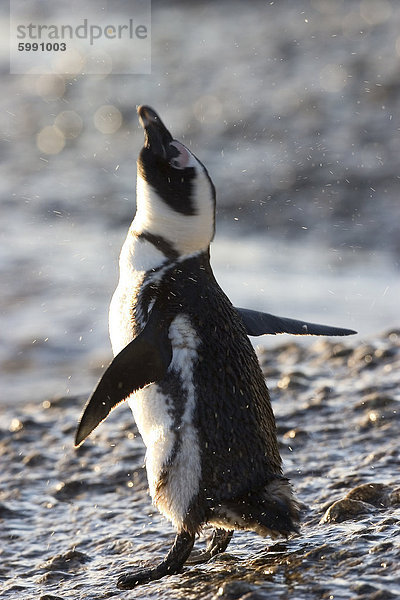 Esel  Pinguin (African Penguin) (Spheniscus Demersus)  Kapstadt  Südafrika  Afrika