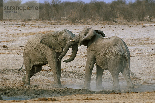 Zwei afrikanischen Elefanten (Loxodonta Africana) kämpfen  Etosha Nationalpark  Namibia  Afrika