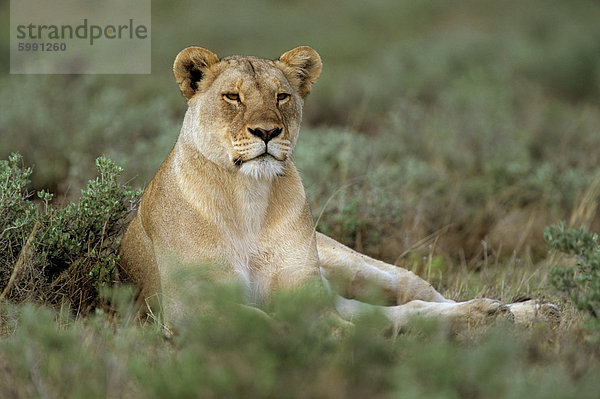 Löwin (Panthera Leo)  Etosha  Namibia  Afrika