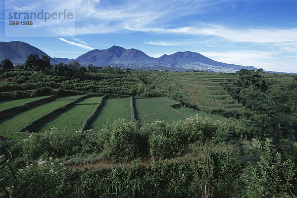 Reis Reisfelder  Insel Flores  Indonesien  Südostasien  Asien