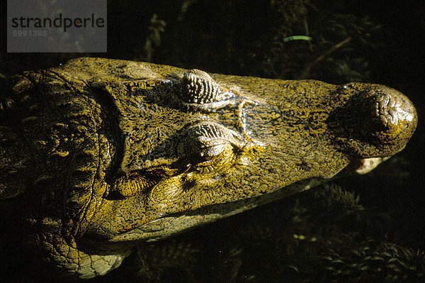 Close-up des Kopfes von einem gemeinsamen Kaiman (Caiman Crocodilus)  Fluss Río Chagres  Soberania-Forest-Nationalpark  Gamboa  Panama  Mittelamerika