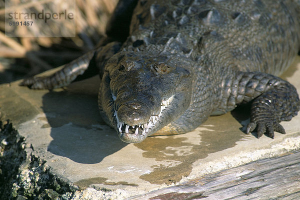 Krokodil  Black River  St. Elisabeth  Jamaika  Westindische Inseln  Mittelamerika