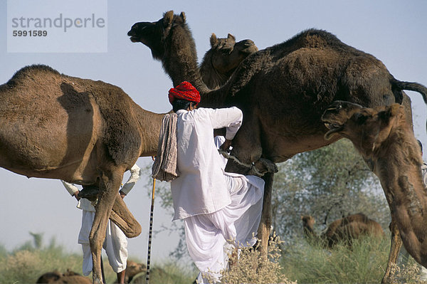 Der Camel-Mann und seine Kamele  Wüste Thar  Rajasthan Zustand  Indien  Asien