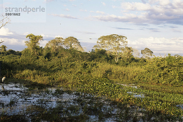 Matto Grosso  Pantenal  Brasilien  Südamerika