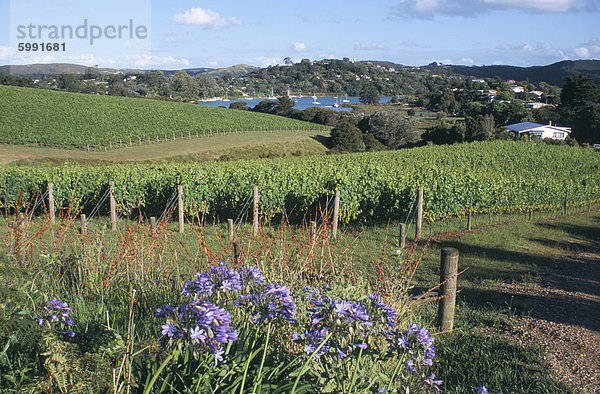 Weinberge  Ostende  Waiheke Island  Hauraki Gulf  Nordinsel  Neuseeland  Pazifik