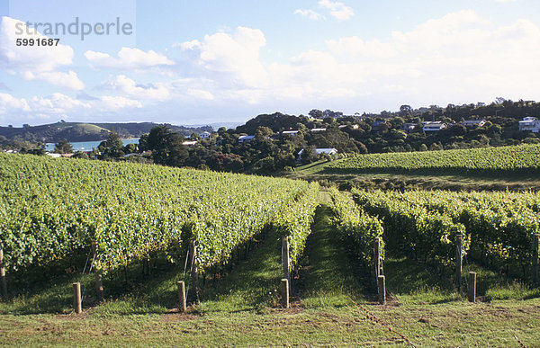 Weinberge  Ostende  Waiheke Island  North Island  Neuseeland  Pazifik