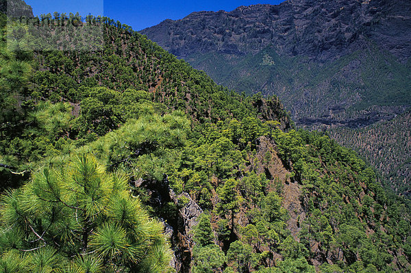 nahe Europa Baum Kiefer Pinus sylvestris Kiefern Föhren Pinie Atlantischer Ozean Atlantik Kanaren Kanarische Inseln La Palma Mirador Spanien