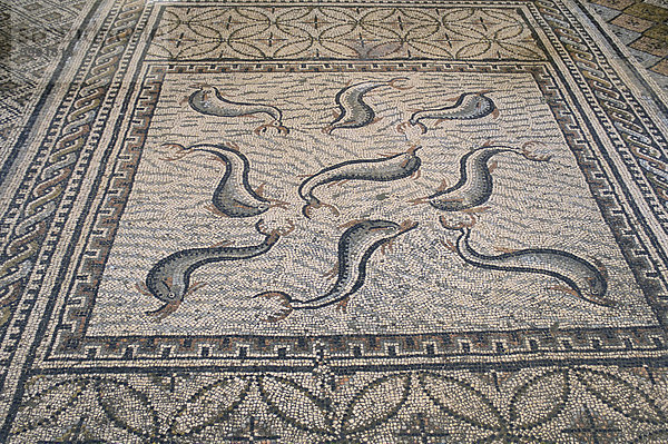 Mosaik-Fußboden  römische Ausgrabungsstätte Volubilis  UNESCO Weltkulturerbe  Marokko  Nordafrika  Afrika